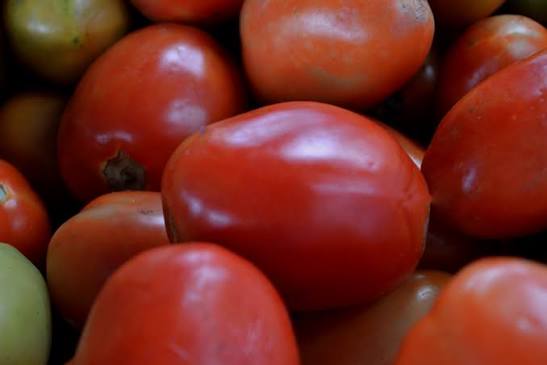 Tomate Pernambuco KG